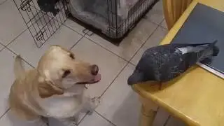 Henry the Pigeon Pet chases Luna the Dog.