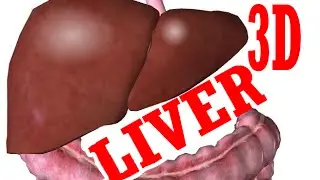 Liver Anatomy and Gallbladder - Part 1