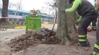Poda en San Fernando