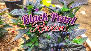 Black Pearl Pepper Review
