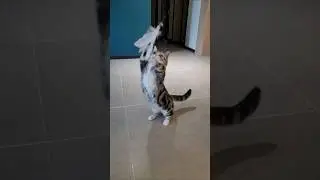 Bell Sound = Instant Jump 🐱🔔#PlayfulCat #CuteCats#HealingShorts #CatShorts #CatReaction#PlayTime