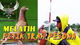 Melatih Piyik Merpati Trah Pesona Team Baron Tegal Di Lapak