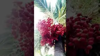 I found The Real Life Occa Berry of Pokemon X and Y