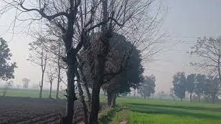 Village Fields 🌾 | Rural Life Pakistan