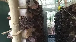 Budidaya jamur kuping (penyemprotan rutin)