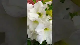 sundar sa petunia phool  #shorts #video #phool #meghnathmali  #gardening  Kaisa laga video