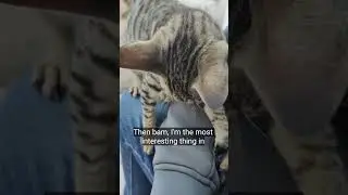 Then bam, I'm the most interesting thing in kitten cat #cat #kittencat #kitten #funnycat #catvideos