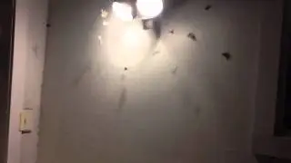 Invasion of the moths!!!