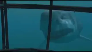 Sea Monsters a Prehistoric Adventure : Megalodon