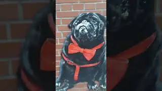 oto mops klops