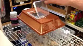 How to keep your livefood alive