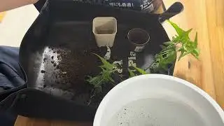 買ってきたヘデラを植え替えます