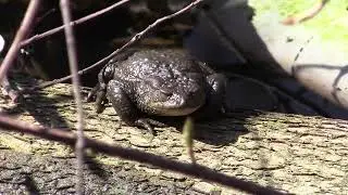 Rupikonna