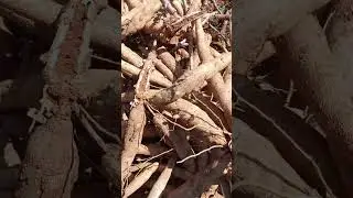 Cassava variety 5.1, dense tubers