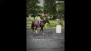 #jumping #morganhorse #equestrian #morgan #pony