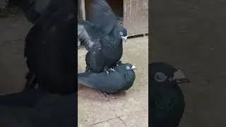 Wings Unfurled The Pigeon Chronicles 4