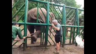 2025. The process continues preparing an elephant for footcare. 