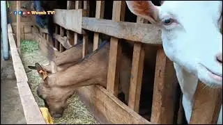 HOW TO MAKE MILLIONS FROM SELLING GOAT MILK IN KENYA VLOG|| URBAN GOAT FARMER EXPERIENCE ON WUEEH TV