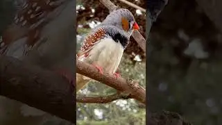 Zebra Finch Sounds | Male Bird Singing | Aviary Birds
