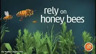 European Honey Bee!