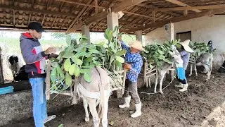 SR. CHICO AOS 73 ANOS FALA QUE SE PARAR DE TRABALHAR FICA DOENTE ESSE E UM EXEMPLO DE VIDA 