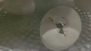 How long does it take duck eggs to hatch?