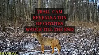 Trail cam - Watch till the end. This property is full of coyotes 