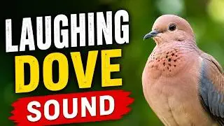 Laughing Dove Call ! Laughing Dove Song ! Laughing Dove Sound ! Voice ! Vocals ! Noise ! Cooing