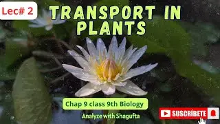 9.3 Transport in plants| plant physiology 9th bio new book 2025