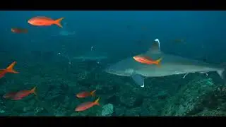 LBO 2022 WINNER 3 MIN VIDEO -  BEACONS OF HOPE 3