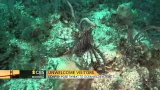 Lionfish threaten native fish in U.S. coastal waters