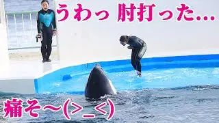 うわっ肘強打「痛そ～」鴨川シーワールド シャチ KamogawaSeaWorld killerwhale