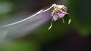 Masdevallia erinacea - Great Mini Orchid for Vivaria and Terraria