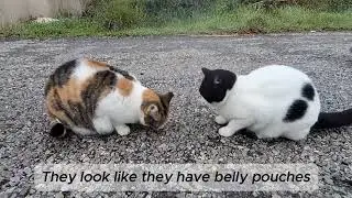Two Hungry Stray Cats