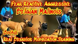 Belgain Malinois (Cookie) Real Behavior Modification With Fear Reactive Aggressions.