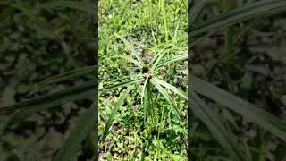 Tumbuhan kyllinga brevifolia@Rumput hutan.