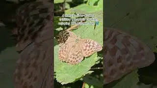 Fenale silver-washed fritillary #piano #nature #butterfly #love #naturelovers #gemona #shorts