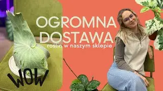 CO ZA ROŚLINY - mnóstwo nowych badylków na półkach sklepu. Nowa Dostawa
