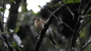 Russet-winged Spadebill one of the most elusive birds of Brazil! Intervales State Park - SP