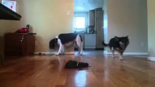 Macey the Dog is Afraid of Toy Car 2