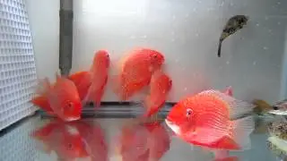 Super Red Severums - 09042012