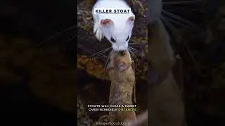 Serial Killer Stoat: The Fearless Hunter of the Animal Kingdom! 🐱 #nature   #wildlife   #stoat