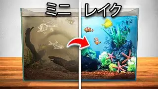 机の上に湖の生態系を作ってみた