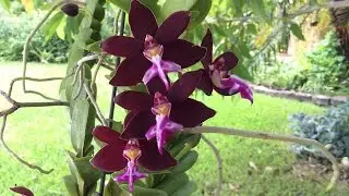 Trichoglottis brachiata ( Trichoglottis philippinensis )