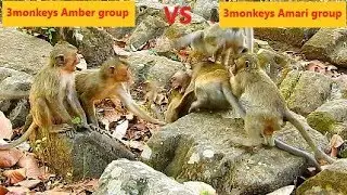 Small monkeys Amber G  VS  monkeys Amari G | Joey bite small monkey so hurt look so pity amber G