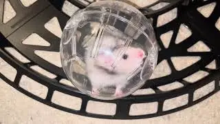 Hamster Hamtrac Exercise Loop & Run About Ball by Kaytee