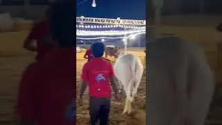 #mashallah #cow #animal #holycow #season2023