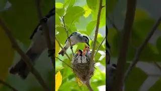 A mother bird sits protectively in a nest, surrounded by her small, fluffy chicks,#birds #wildlife