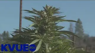 Hays County District Attorney requests opinion from AG Ken Paxton on new marijuana ordinance | KVUE