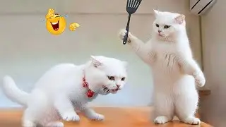 Best Funny Cats & Dogs Compilation 2025 😹🐕 Try Not to Laugh
